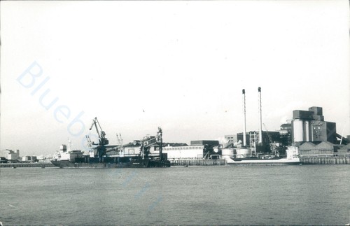 Maltese persenk british - persenk,