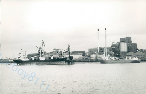 Maltese magnisia - mv,