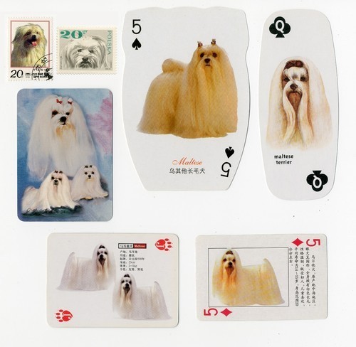 Maltese collection vintage - maltese, of