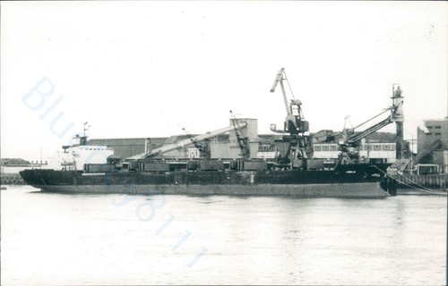 Maltese lobelia at - mv,