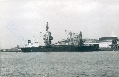 Maltese semena at - maltese,