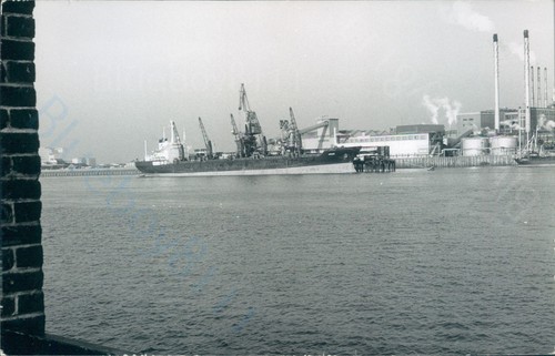 Maltese irene silvertown - maltese, mv