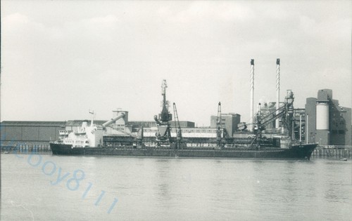 Maltese pigi silvertown - maltese,
