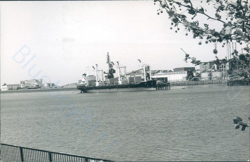 Maltese knin silvertown - maltese, at