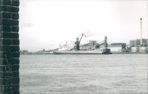 Maltese kavo geranos at - geranos,