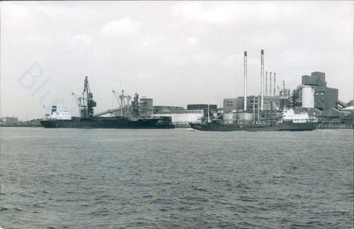 Maltese semena at - maltese,