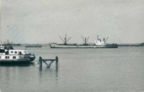 Maltese lisse off gravesend - lisse,