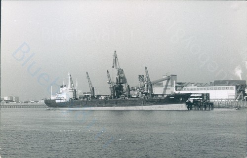 Maltese irene silvertown - mv,