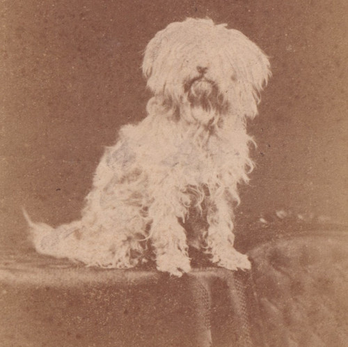 Victorian cdv photo - victorian, maltese