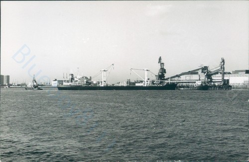 Maltese bilice at - maltese,