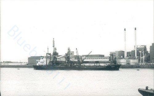 Maltese suerte at - maltese, mv