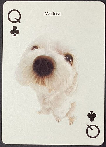 Maltese dog single swap - dog, wide