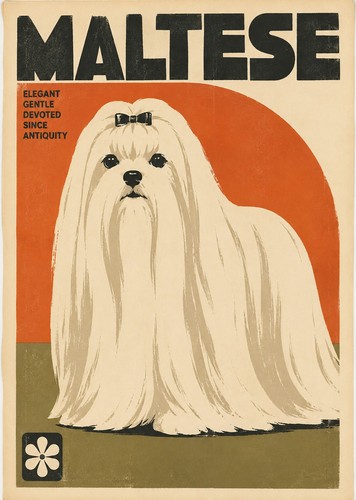 Maltese dog print - maltese,