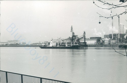 Maltese moa silvertown - mv,