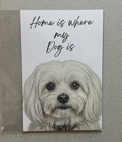 Maltese dog breed - maltese, portrait