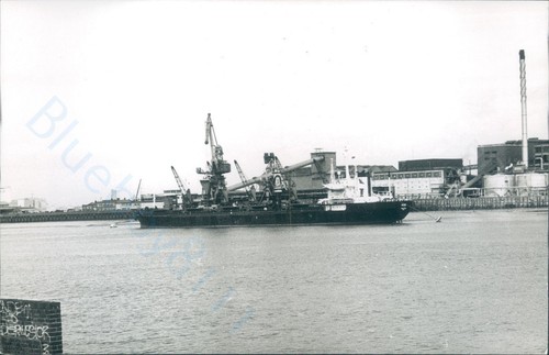Maltese irene silvertown - at,