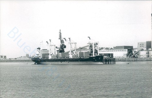 Maltese knin silvertown - maltese, mv
