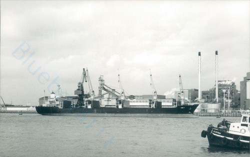 Maltese dimi at - mv,
