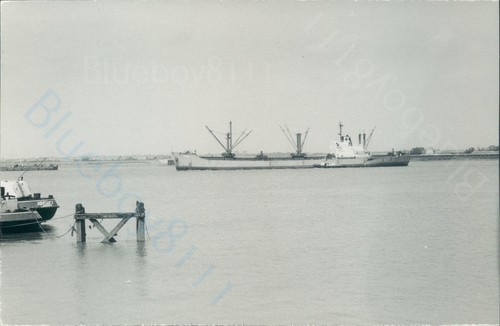Maltese lisse off gravesend - off,