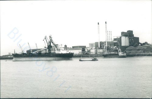 Maltese alcor estonian mv - maltese,