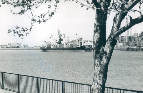 Maltese knin silvertown - maltese,