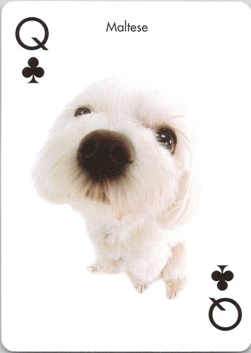 Maltese dog the artlist - maltese,