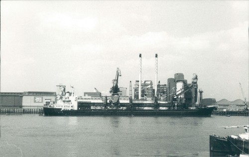 Maltese pigi silvertown - mv,