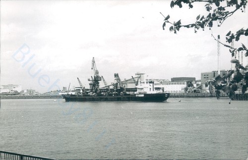Maltese irene silvertown - irene, at