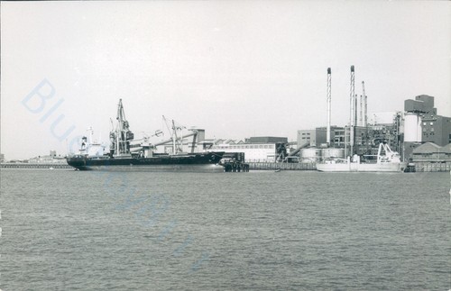 Maltese amaltese hero - maltese, mv