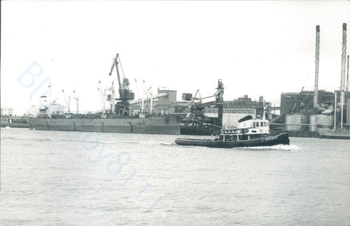 Maltese clipper fidelity - mv,
