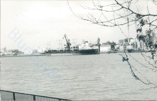 Maltese lisse off gravesend - mv,