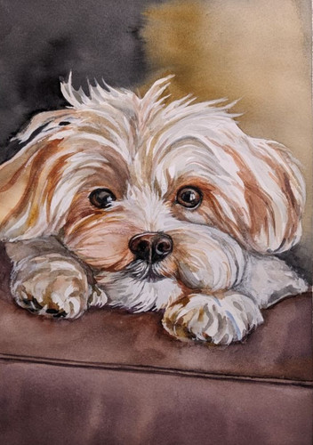 Maltese fluffy dog watercolor - maltese,